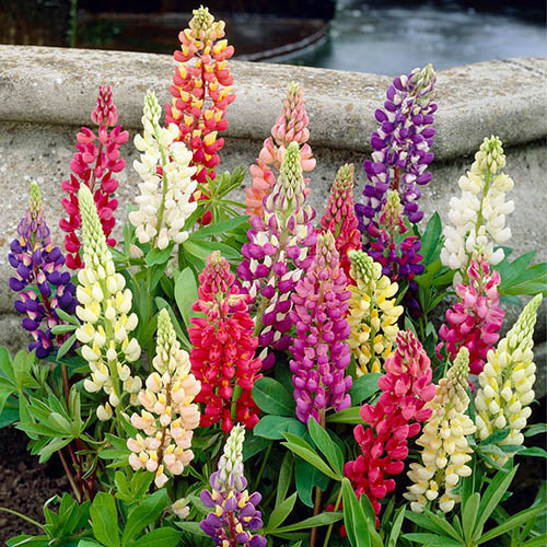 Lupin Gallery Mix Flower Seeds