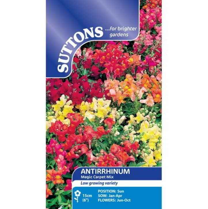 Antirrginum Dragon Flower (Magic Carpet) Flower Seeds