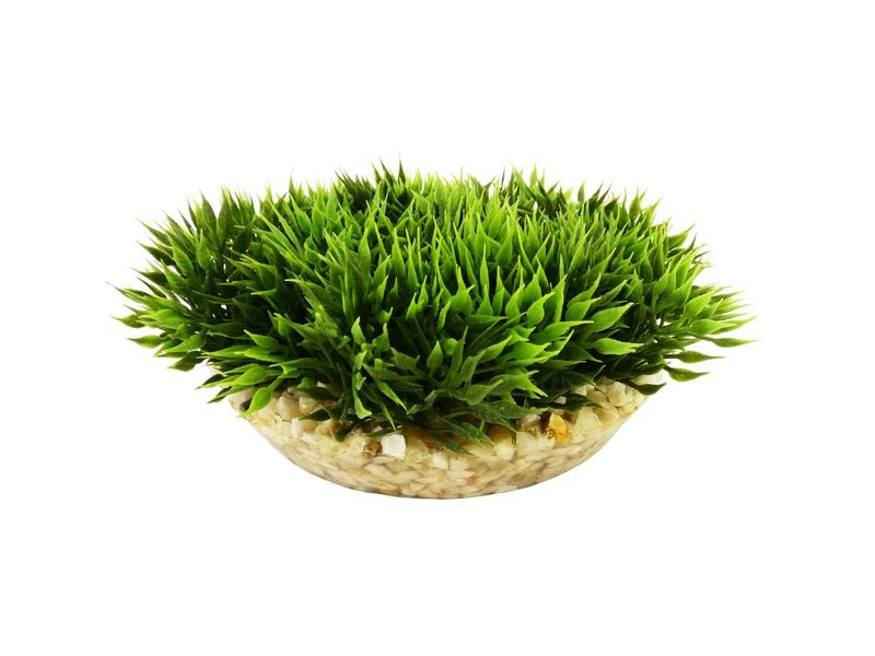 Aqua Medal-shaped Green Moss