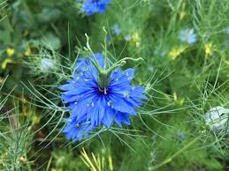 Love-In-A-Mist Nigella Miss Jekyll Flower Seeds