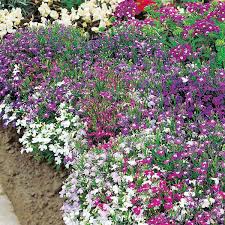 Lobelia Supacoat Cascade Mix Flower Seeds