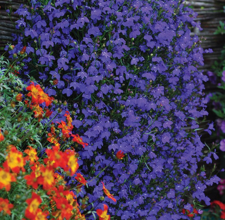 Lobelia Monsoon Flower Seeds