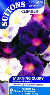 Morning Glory Inkspots Flower Seeds