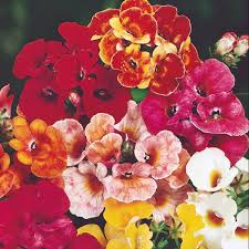 Nemesia Carnival Mix Flower Seeds