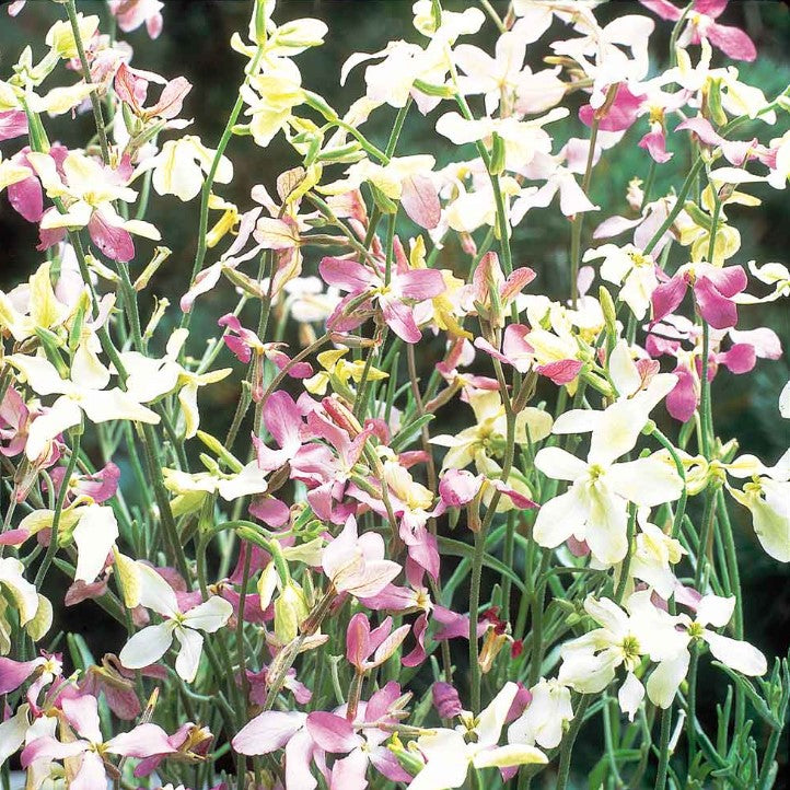 Night Scented Stock Evening Fragrance Flower Seeds