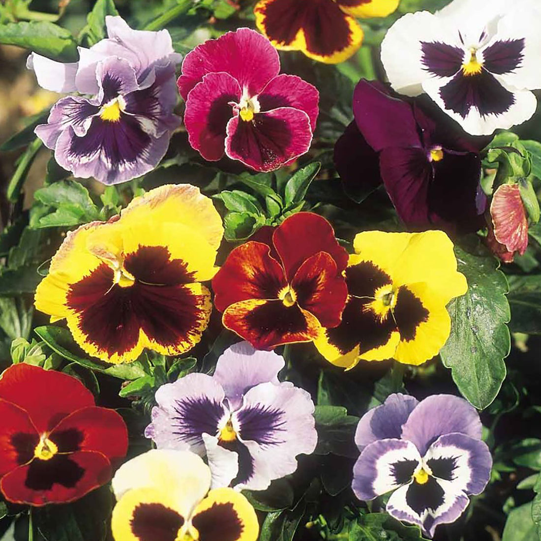 Pansy Giant Fancy Mix Flower Seeds