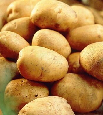 Records Seed Potatoes Maincrop