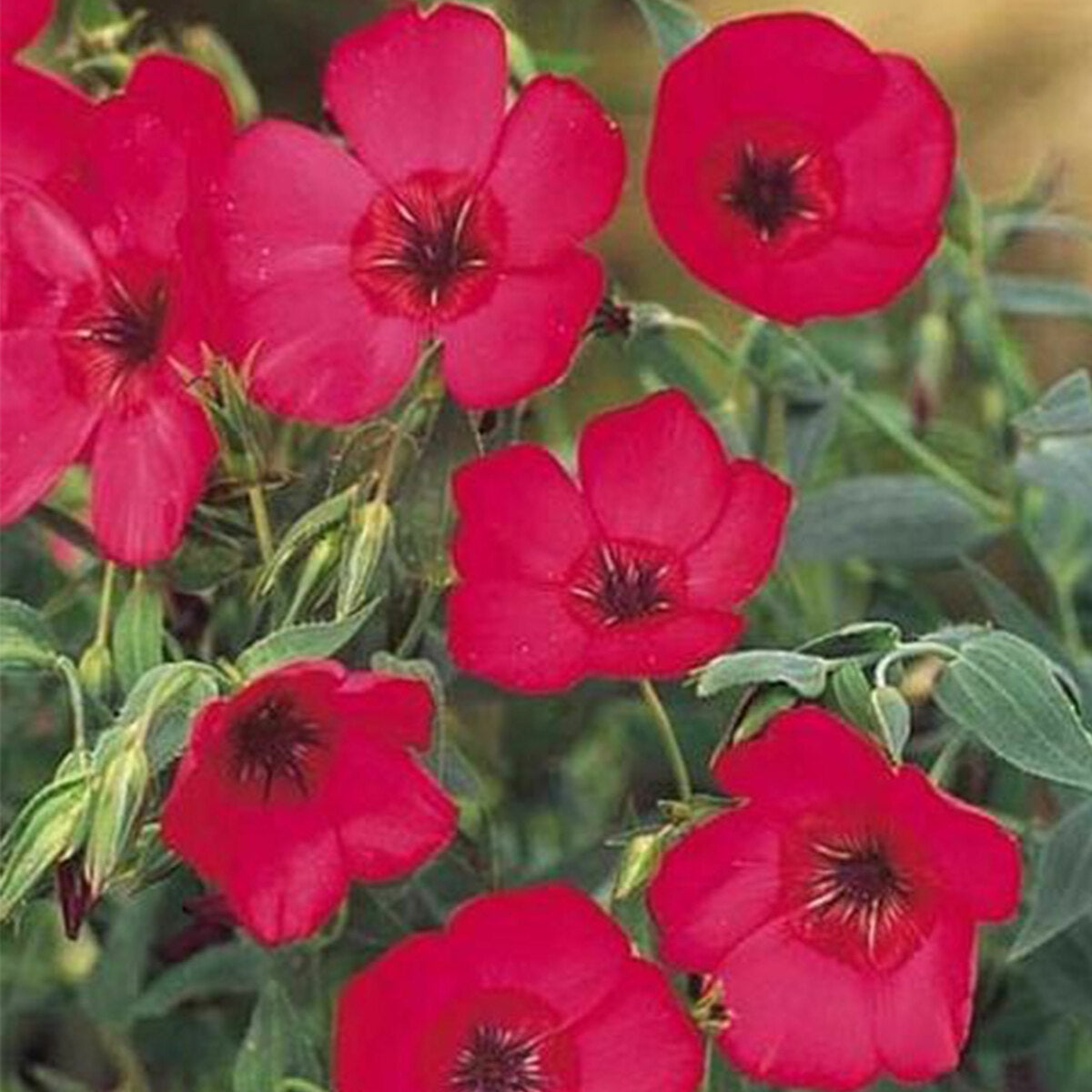 Linium Red Robin Flower Seeds