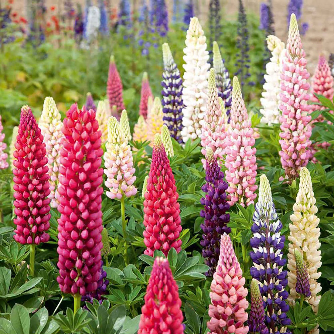 Lupin Russell Mix Flower Seeds