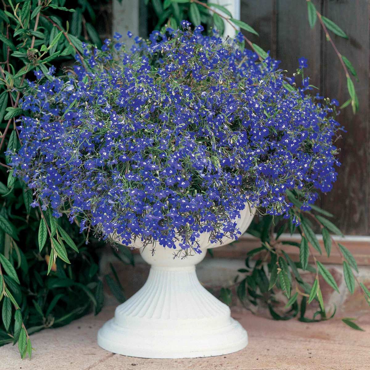 Lobelia Supacoat Sapphire Flower Seeds