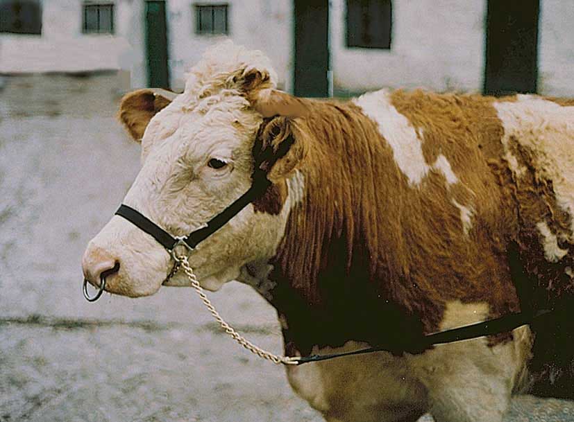 Nylon Turnout Halter