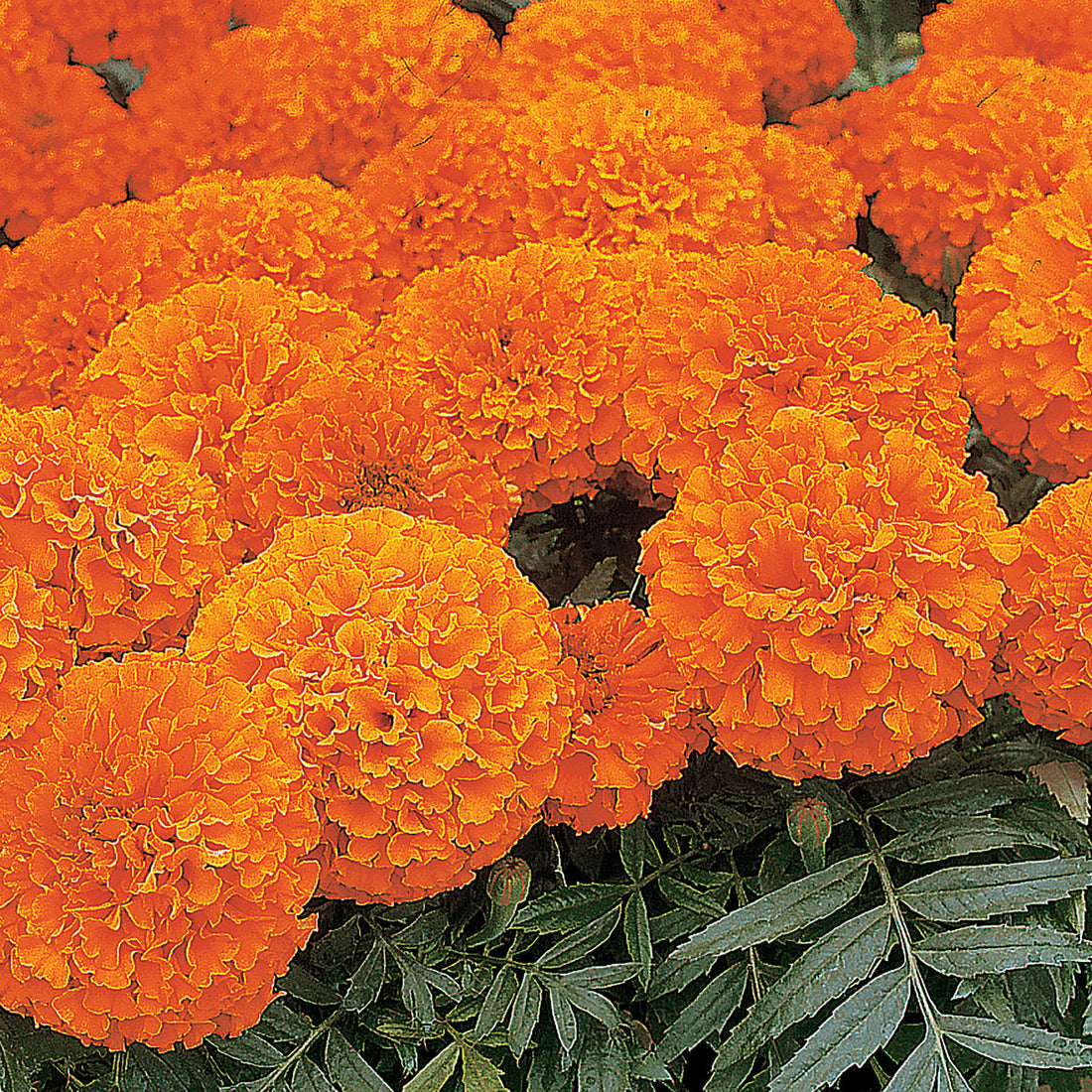 African Marigold Space Hopper Flower Seeds