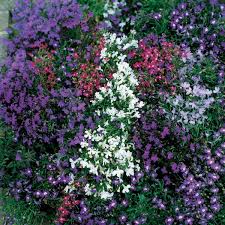 Lobelia Supacoat String of Pearls Flower Seeds