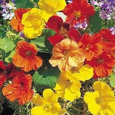 Nasturtium Tropical Mix Flower Seeds