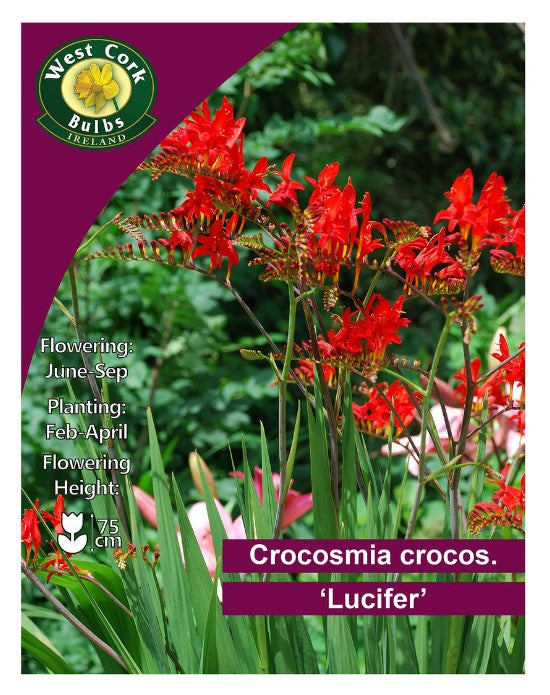 Crocosmia Croscosmiiflora &