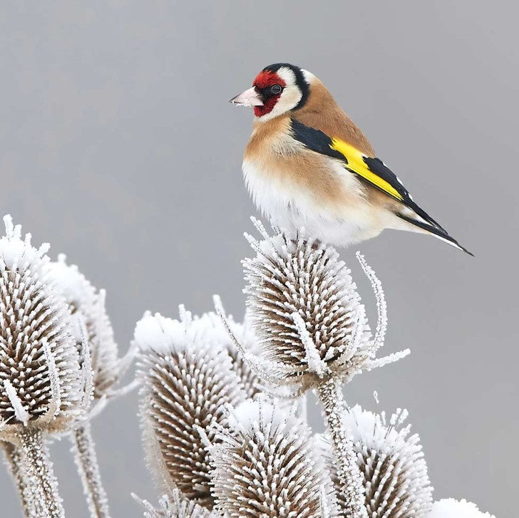 Winter Bird Feeding Mix Flower Seeds