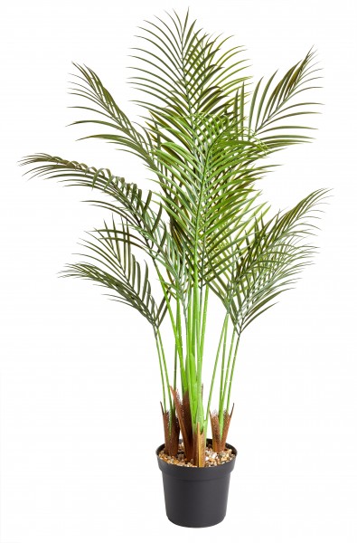 Phoenix Palm 124 cm